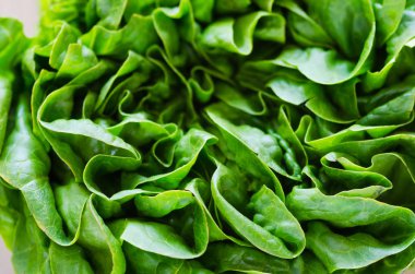 Ayrıntılı bir marul yaprağı