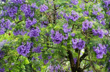 Çiçekli jakaranda ağacı