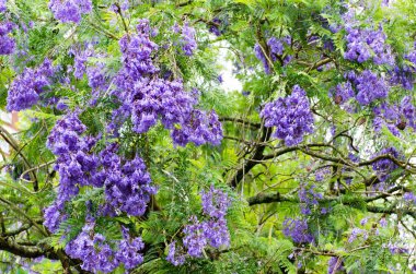 Çiçekli jakaranda ağacı