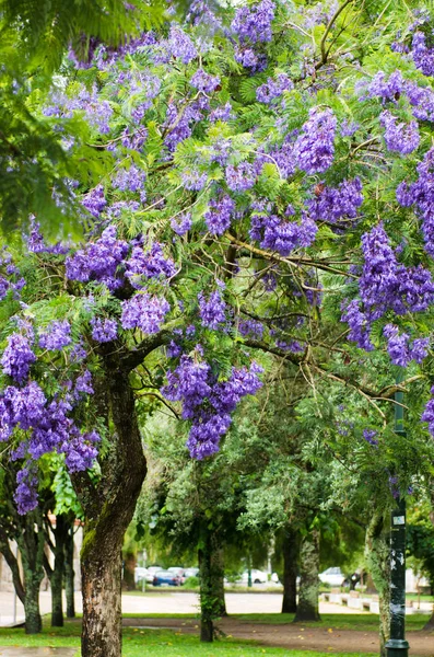 Jacaranda strom s květy — Stock fotografie