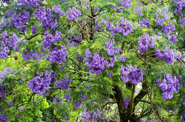 Çiçekli jakaranda ağacı