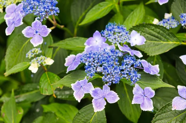 Hortensias en un jardín —  Fotos de Stock