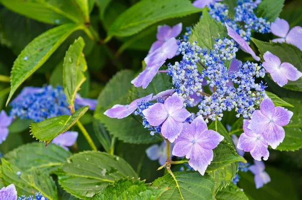 Hortensias en un jardín — Foto de Stock