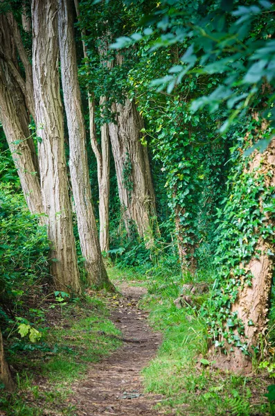 Forest in Galicia (Spain) — Stock Photo, Image