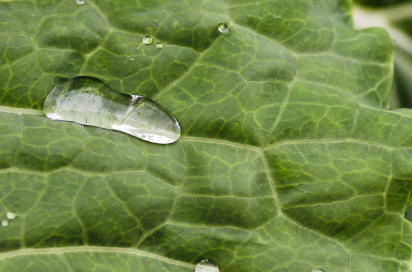 雨の滴をキャベツ — ストック写真