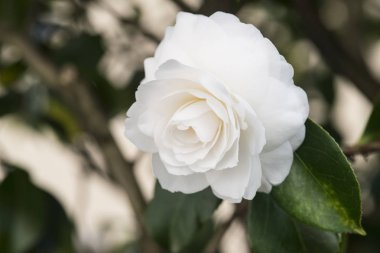 Bir ağaç beyaz Kamelya