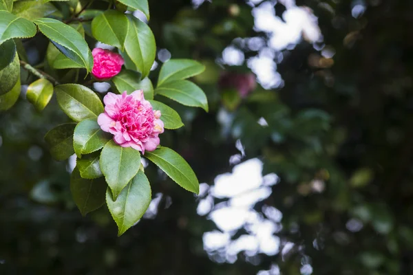 Pinky Camellia na drzewie — Zdjęcie stockowe