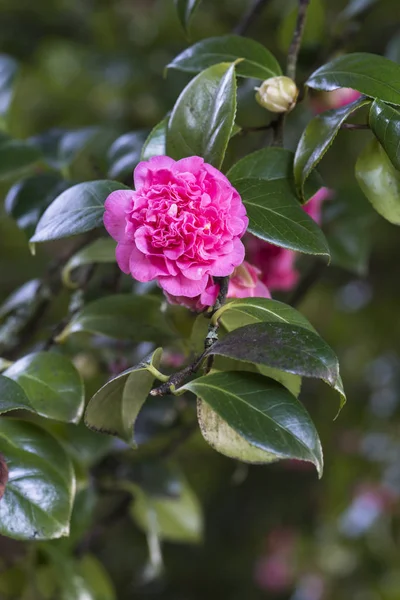 Pinky Camellia na drzewie — Zdjęcie stockowe