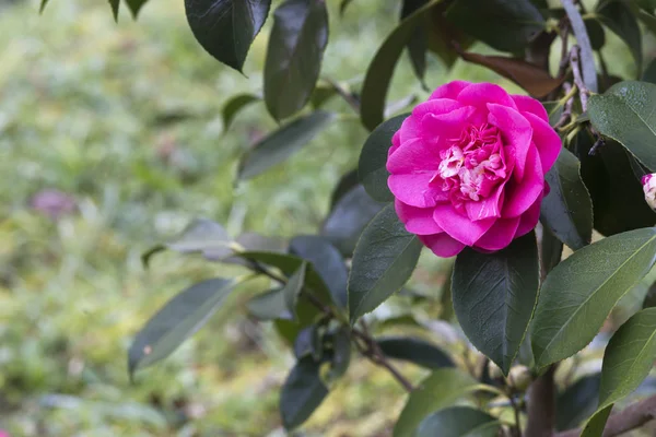 Pinky Camellia on the tree — Stock Photo, Image