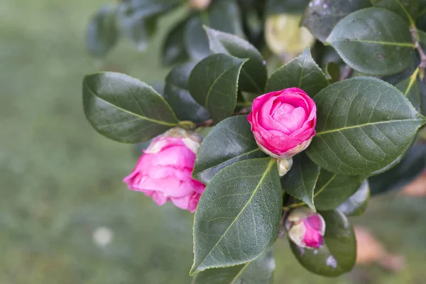 Růžový camellia ve stromu — Stock fotografie
