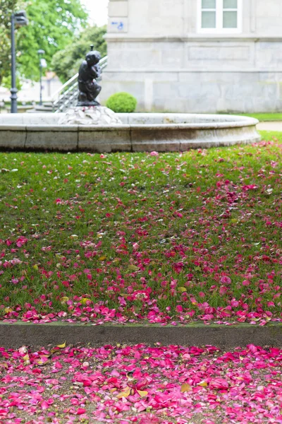 Matta av kamelior i en Park — Stockfoto