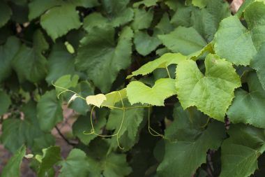 Üzüm meyve olmadan