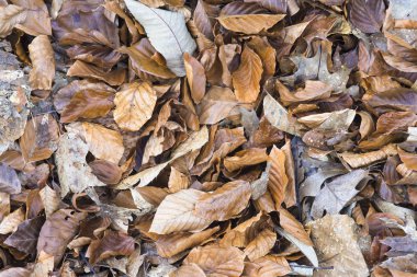 Yaprakların düşme arka plan