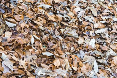 Yaprakların düşme arka plan