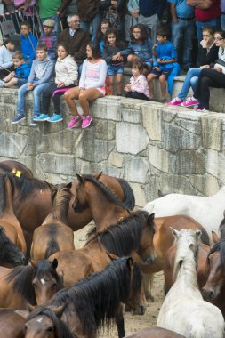 Galiçya (İspanya Vahşi atlar)