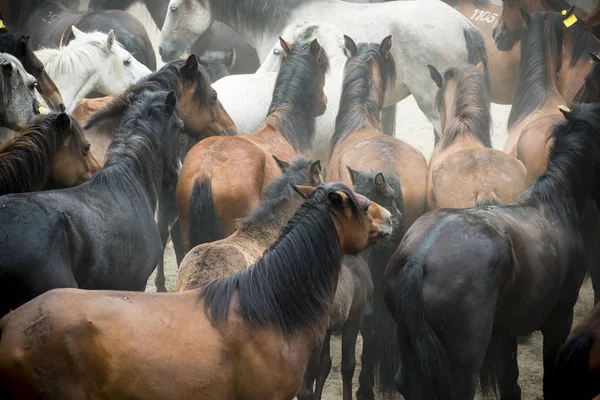 Divocí koně v Galicii (Španělsko) — Stock fotografie