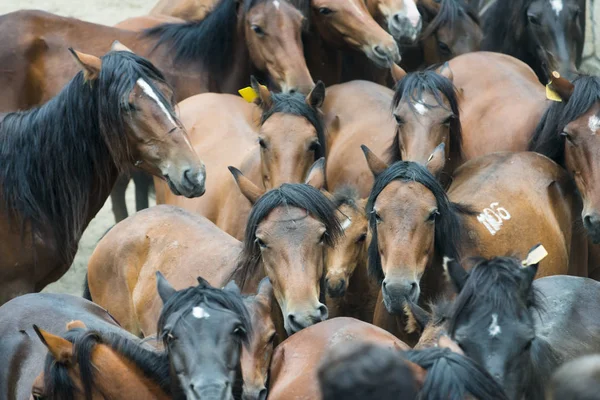 Dzikie konie w Galicji (Hiszpania) — Zdjęcie stockowe