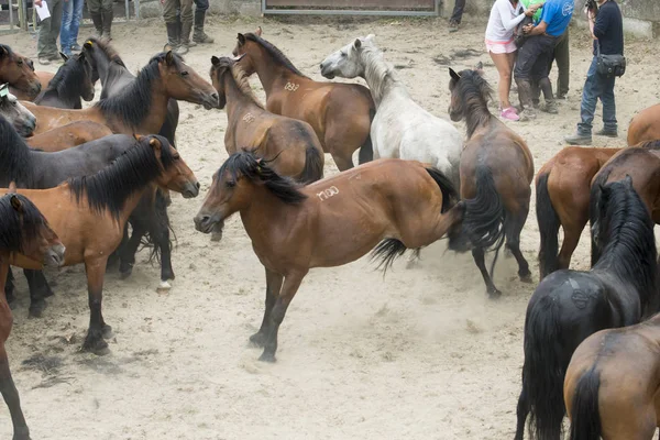 Vilda hästar i Galicien (Spanien) — Stockfoto