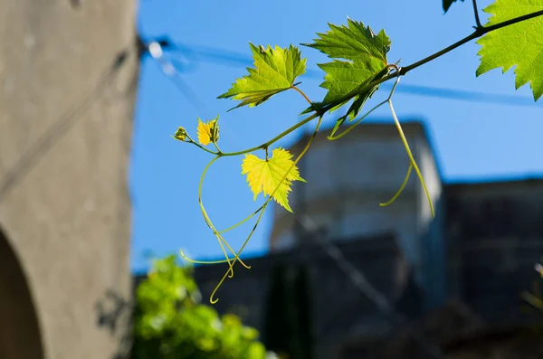 Декоративне листя винограду в місті — стокове фото