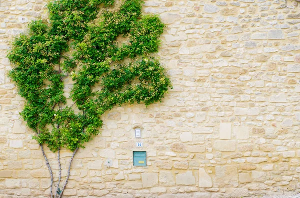 Creeper på väggen i en byggnad — Stockfoto