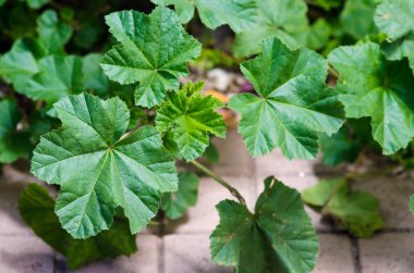 Ayrıntı alchemilla vulgaris m.