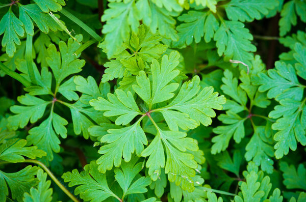 Деталь малакоида эродия
