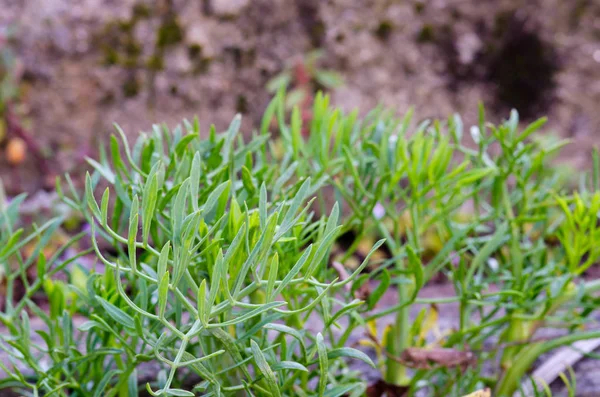 Detail of a crithmum maritimum — Stock Photo, Image