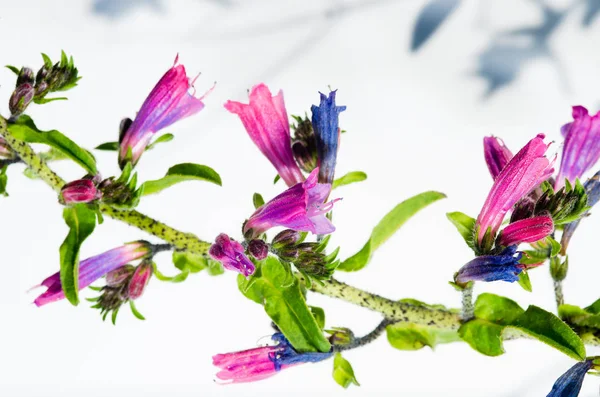 Echium vulgare 식물의 세부 사항 — 스톡 사진