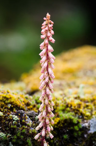 Detail of a Umbilicus rupestris plant — Stock Photo, Image