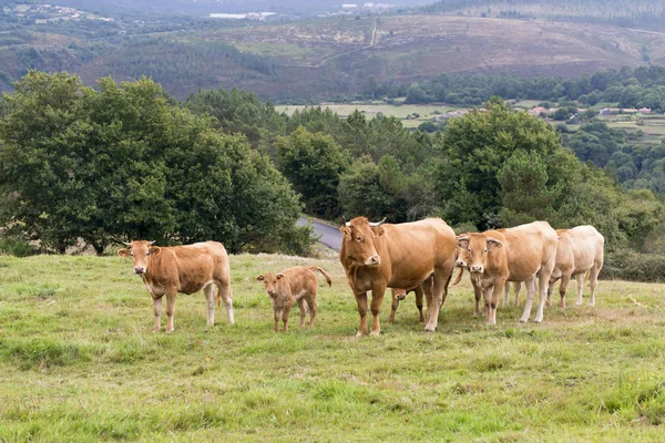 Vacas em Galiza (Espanha) ) — Fotografia de Stock