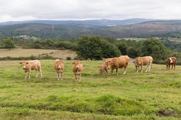 Vacas en Cantabria, España ) — Foto de Stock