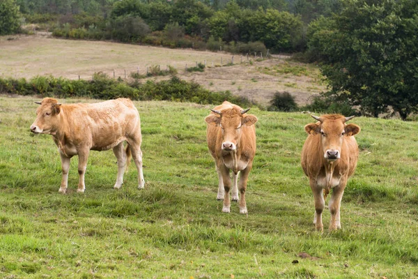 Vacas en Cantabria, España ) — Foto de Stock