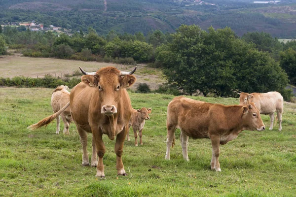 Kor i Galicien (Spanien) — Stockfoto