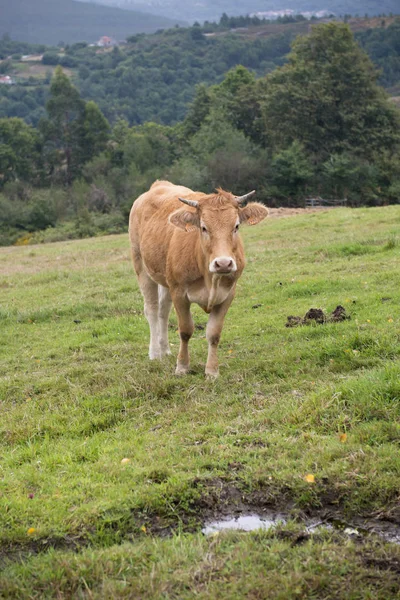 Vacas en Cantabria, España ) —  Fotos de Stock