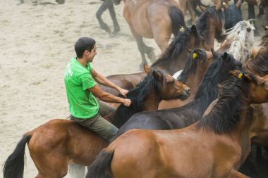 Galiçya (İspanya Vahşi atlar)