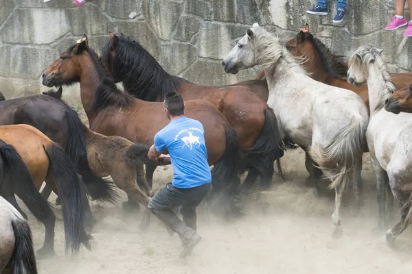 Wild horses in Galicia (Spain) — Stock Photo, Image