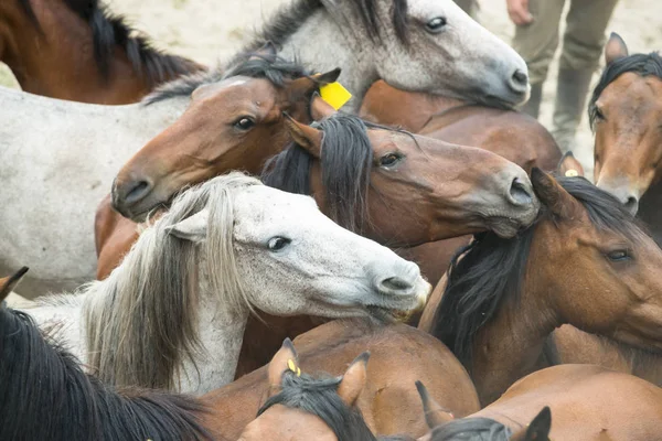 Caballos salvajes en Galicia — Foto de Stock