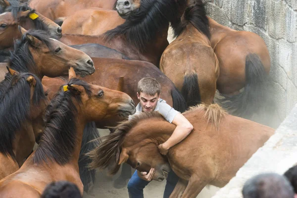 Wild horses in Galicia (Spain) — Stock Photo, Image