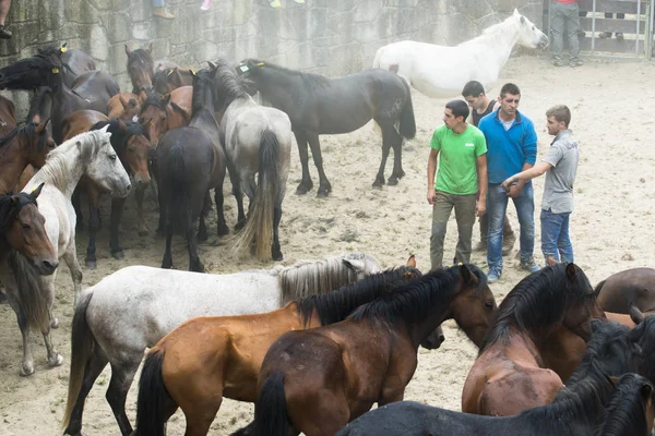 Wilde paarden in Galicië (Spanje) — Stockfoto