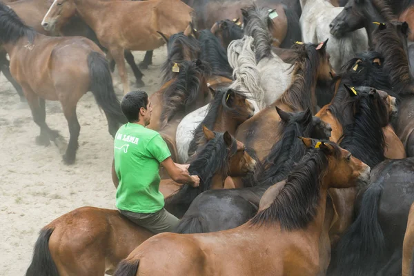Dzikie konie w Galicji (Hiszpania) — Zdjęcie stockowe