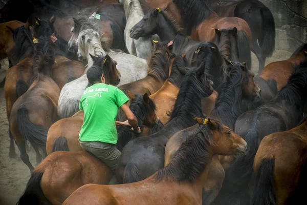 Дикі коні в Галичині (Іспанія) — стокове фото