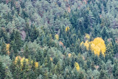 Sonbahar, İspanya (İspanya)