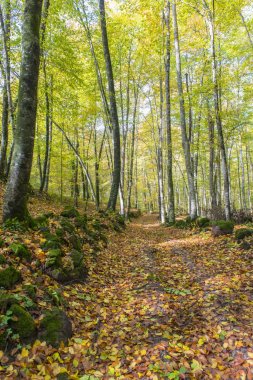 Pathfoot in Garrotxa (Catalonia)