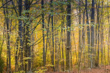 Sonbahar, İspanya (İspanya)