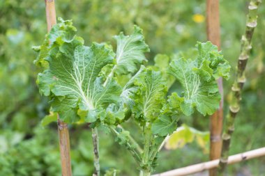 Lahana ve bir meyve bahçesi içinde