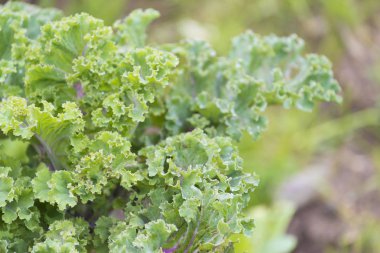 Lahana ve bir meyve bahçesi içinde