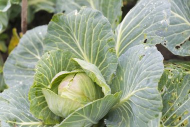 Lahana ve bir meyve bahçesi içinde