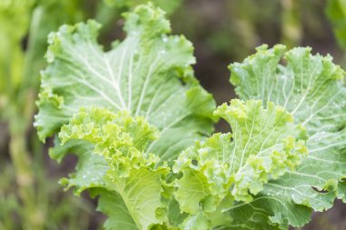 Lahana ve bir meyve bahçesi içinde