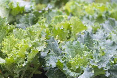 Lahana ve bir meyve bahçesi içinde