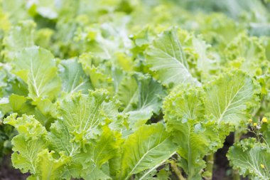 Lahana ve bir meyve bahçesi içinde